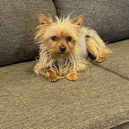 Baxter - Yorkshire Terrier