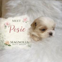 Posie - Cream and white female Shih Tzu puppy in Statesboro, Georgia from Magnolia Small Breeds
