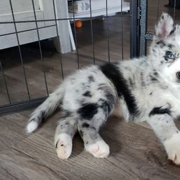 Pomeranian and Pomsky Puppies from Illinois Pomsky and Pomeranian