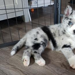 Pomeranian and Pomsky Puppies from Illinois Pomsky and Pomeranian