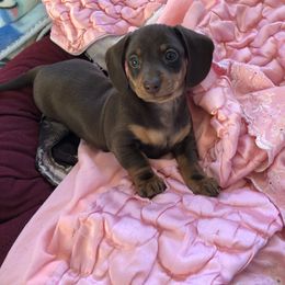 Dachshund Puppies from Doxie Acres