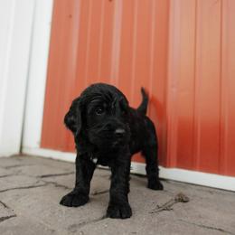 Cash - Grey Collar - Black male Goldendoodle puppy in Newell, Iowa from Front Porch Goldens