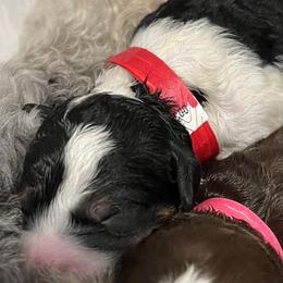 Snoopy Red Girl - Tri-color female Bernedoodle puppy in The Woodlands, Texas from Gracie's Goldendoodles and Bernedoodles
