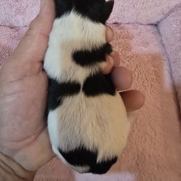 Girl 1 - Parti female Yorkshire Terrier puppy in Mountain Grove, Missouri from Precious Puppies