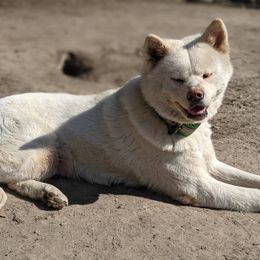Gir - Akita