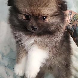 Girl 4 - Orange sable female Pomeranian puppy in Tulsa, Oklahoma from CP Kennels