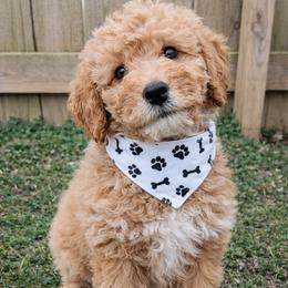 Curtis - Apricot male Goldendoodle puppy in Hendersonville, Tennessee from Ben's Best Buddy Goldendoodles