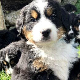 Bernese Mountain Dog and Pembroke Welsh Corgi Puppies from Highland Meadows