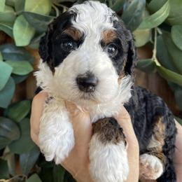 Chocolate crinkle - Tri-color female Bernedoodle puppy in Superior, Arizona from Mountain Bridge Doodles