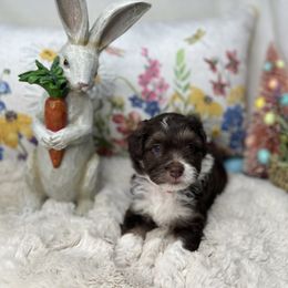 Aussiedoodle, Bernedoodle, and Goldendoodle Puppies from Little Golden Farm