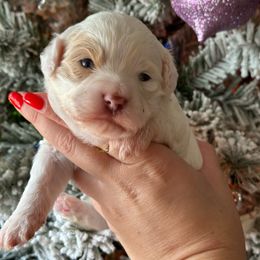 Harry - White Poodle puppy in Atlanta, Georgia from Sprinkle Me Puppy