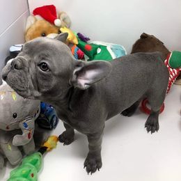 French Bulldog Puppies from Stevi Frenchies