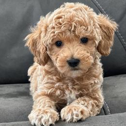 Bluey - Cream male Poodle puppy in Aurora, Colorado from Miroslava's Puppies