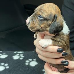 Purple - Piebald female Dachshund puppy in Saint Albans, Maine from Australian Cattle Cuties and littles