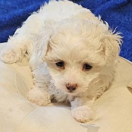 Maltipoo puppies from Doggies4you