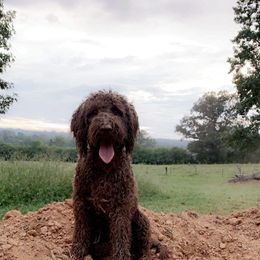 Ellie  - Labradoodle