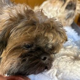 Peace - Shih Tzu puppy from Taos Ewok Tribe