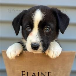 Savage Elaine of Eire - Brindle and white female Cardigan Welsh Corgi puppy in Plymouth, Iowa from Savages Low riders
