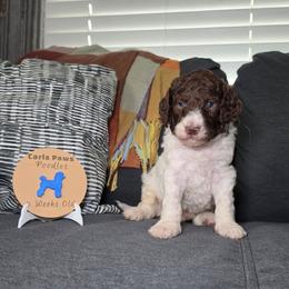 Yankee - Parti male Poodle puppy in Plainfield, New Jersey from Caris Paws Poodles and Labradoodles