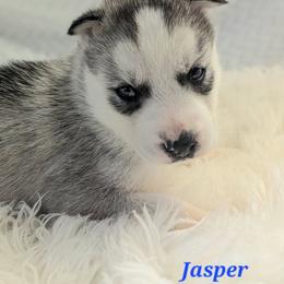 Jasper - Black and white male Siberian Husky puppy in Hebron, Kentucky from Glacier Run Huskies