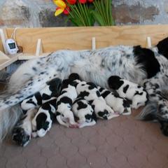 Stabyhoun Puppies from Fryske Point
