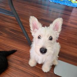 Buster- wheaten color - Wheaten male Scottish Terrier puppy in Mount Vernon, Washington from Scottish Terrier Sandra T