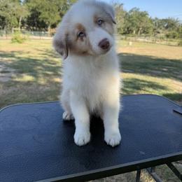Rainier - Red merle female Australian Shepherd puppy in Springtown, Texas from Heritage Australian Shepherds