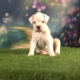 Boxer Puppies from Elevated Boxers