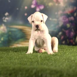 Boxer Puppies from Elevated Boxers
