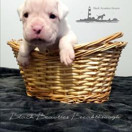 Black Beauties Breakthrough - White female Boxer puppy in Elizabeth City, North Carolina from Black Beauties Boxers