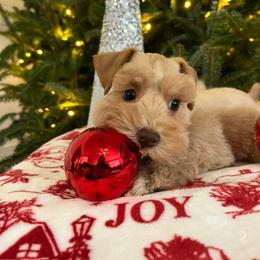 Miniature Schnauzer Puppies from A.R Miniature Schnauzers