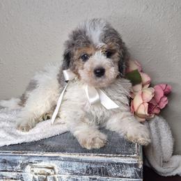 Duke - Merle male Springerdoodle puppy in Fargo, North Dakota from Dakota SpringerDoodles