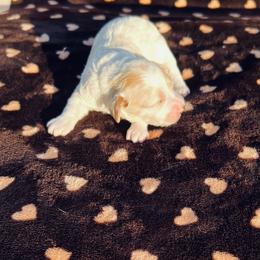 Cupcake - Blenheim female Cavapoo puppy in Fort Worth, Texas from Creekwood Miniature Cavapoos