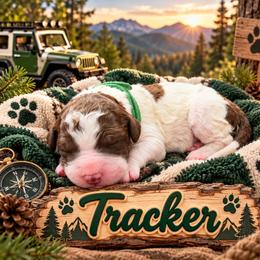 Tracker - Parti male Poodle puppy in Dover, Delaware from Dogtastic Poodles
