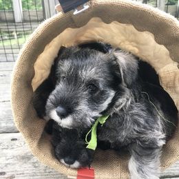 Miniature Schnauzer Puppies from MoonShadows Miniature Schnauzers