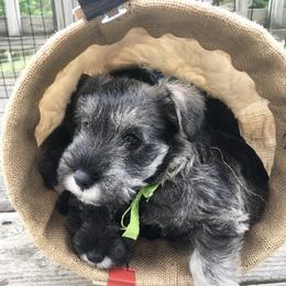 Miniature Schnauzer Puppies from MoonShadows Miniature Schnauzers
