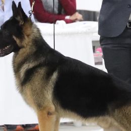 German Shepherds from Aramist Enterprises & Kennels