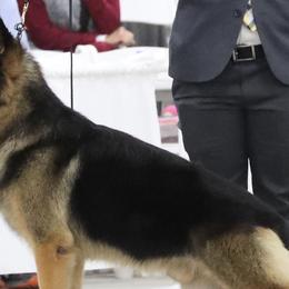 German Shepherds from Aramist Enterprises & Kennels