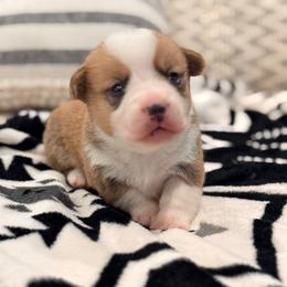 Cash - Red male Pembroke Welsh Corgi puppy in Beggs, Oklahoma from Blue Diamond Corgi’s