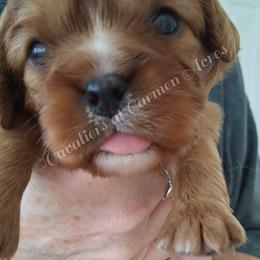 AKC DeeDee - Ruby female Cavalier King Charles Spaniel puppy in Moscow Mills, Missouri from Cavaliers King Charles Spaniels at Carmen Acres Farm