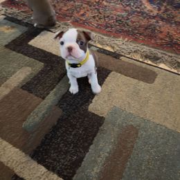 Yellow Collar - Seal and white male Boston Terrier puppy in Red Rock, Arizona from Knucklez Kids