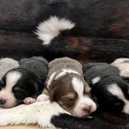 Miniature Australian Shepherds from Lil Lain Farms