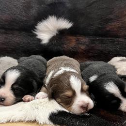 Miniature Australian Shepherds from Lil Lain Farms