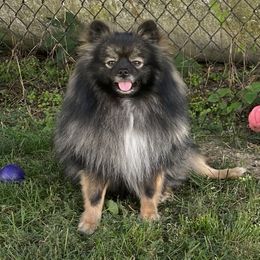 Percy - Pomeranian
