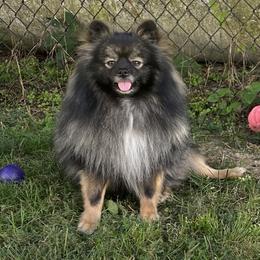 Percy - Pomeranian