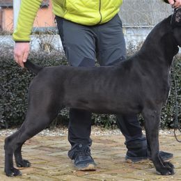 Confidensa custodi nos - Cane Corso