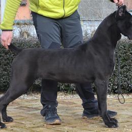 Confidensa custodi nos - Cane Corso