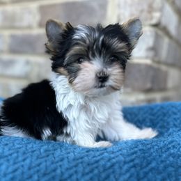 Charlie Brown - Black tan and white Biewer Terrier puppy in Cartersville, Georgia from Alpha Tiny Paws