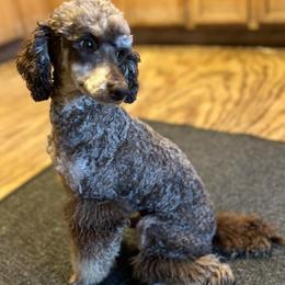 Ollie - Poodle