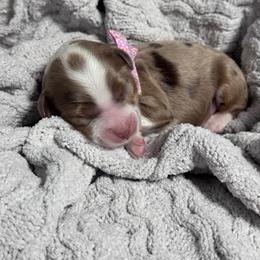 Chips - Chocolate merle female Bernedoodle puppy in Hillsboro, Oregon from Myt fine doodles